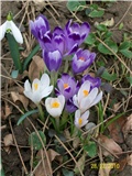 šafrani- lat. crocus